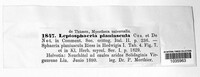 Leptosphaeria planiuscula image